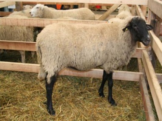 ANSVSA: România poate exporta şi tranzita ovine şi caprine în Turcia
